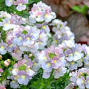 Opal Innocence Nemesia